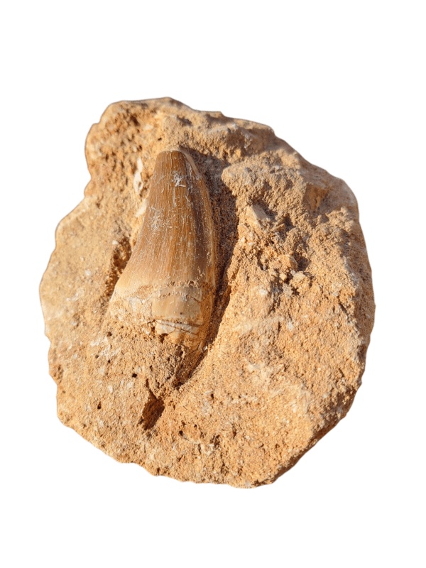 Dent de Mosasaure dans Matrice Naturelle